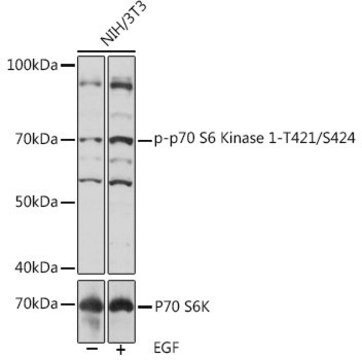 Anti-Phospho-p70 S6 Kinase 1-T421/S424 antibody produced in rabbit