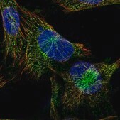 Anti-PLCB4 antibody produced in rabbit Prestige Antibodies&#174; Powered by Atlas Antibodies, affinity isolated antibody