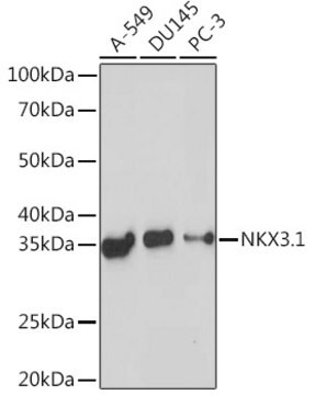 Anti-NKX3.1 Antibody, clone 4X8T3, Rabbit Monoclonal