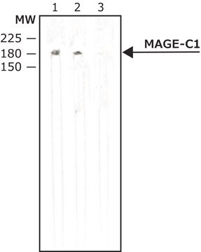 Anti-MAGE-C1 antibody, Mouse monoclonal clone CT7-33, purified from hybridoma cell culture