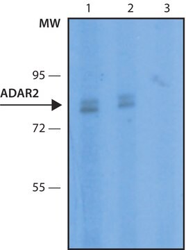 Anti-ADAR2 antibody, Mouse monoclonal clone ADAR2-8, purified from hybridoma cell culture