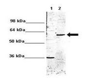 Anti-HDAC1 antibody produced in rabbit IgG fraction of antiserum