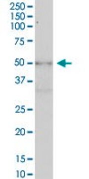 Anti-KIAA1627 antibody produced in mouse purified immunoglobulin, buffered aqueous solution