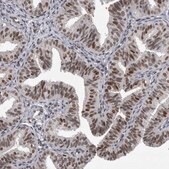 Anti-POLD2 antibody produced in rabbit Prestige Antibodies&#174; Powered by Atlas Antibodies, affinity isolated antibody, buffered aqueous glycerol solution