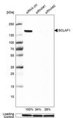 Anti-BCLAF1 antibody produced in rabbit Prestige Antibodies&#174; Powered by Atlas Antibodies, affinity isolated antibody, buffered aqueous glycerol solution