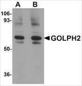 Anti-GOLPH2 antibody produced in rabbit affinity isolated antibody, buffered aqueous solution
