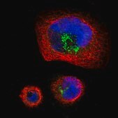 Anti-PTPRF antibody produced in rabbit Prestige Antibodies&#174; Powered by Atlas Antibodies, affinity isolated antibody, buffered aqueous glycerol solution