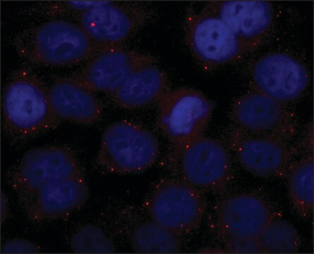 Anti-GW182 antibody produced in rabbit ~1.0&#160;mg/mL, affinity isolated antibody, buffered aqueous solution