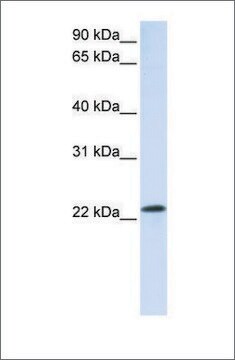 Anti-RAB18 antibody produced in rabbit affinity isolated antibody