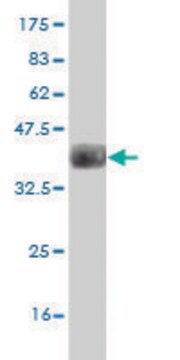 Monoclonal Anti-GPNMB antibody produced in mouse clone 1A8, purified immunoglobulin, buffered aqueous solution