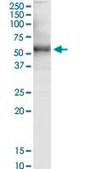 Monoclonal Anti-MGC26963 antibody produced in mouse clone 7D10, purified immunoglobulin, buffered aqueous solution