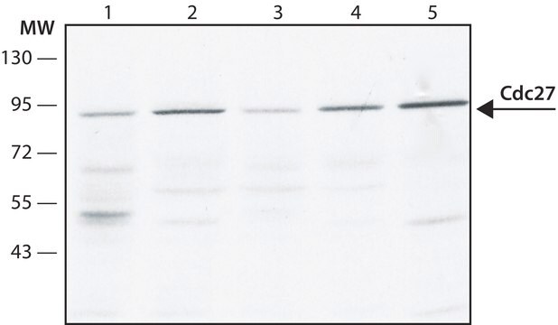 Anti-Cdc27 antibody,Mouse monoclonal clone AF3.1, purified from hybridoma cell culture