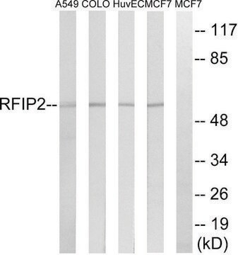 Anti-RAB11FIP2 antibody produced in rabbit affinity isolated antibody