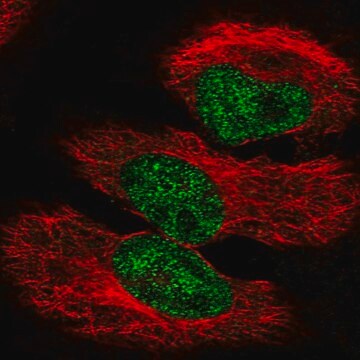 Anti-Ppargc1A Antibody Produced In Rabbit Prestige Antibodies&#174; Powered by Atlas Antibodies, affinity isolated antibody, buffered aqueous glycerol solution