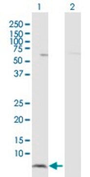 Anti-HCP5 antibody produced in rabbit purified immunoglobulin, buffered aqueous solution