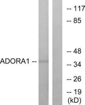 Anti-ADORA1 antibody produced in rabbit affinity isolated antibody