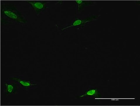 ANTI-PBK antibody produced in mouse clone 2A3, purified immunoglobulin, buffered aqueous solution