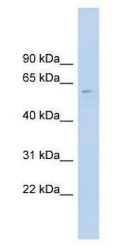 Anti-CLK4 (N-terminal) antibody produced in rabbit affinity isolated antibody