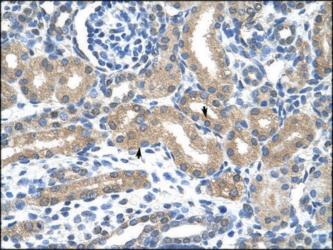 Anti-HIF3A antibody produced in rabbit IgG fraction of antiserum