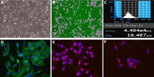 SK-MEL-103 Human Melanoma Cell Line&nbsp;