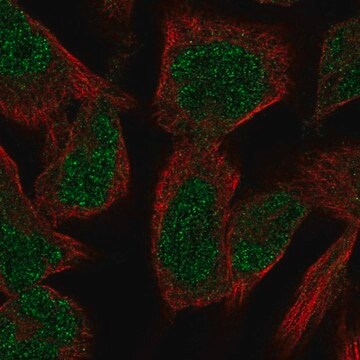 Anti-PKNOX2 antibody produced in rabbit Prestige Antibodies&#174; Powered by Atlas Antibodies, affinity isolated antibody