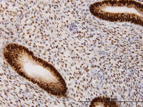 Monoclonal Anti-PGR, (N-terminal) antibody produced in mouse clone 2C2, purified immunoglobulin, buffered aqueous solution