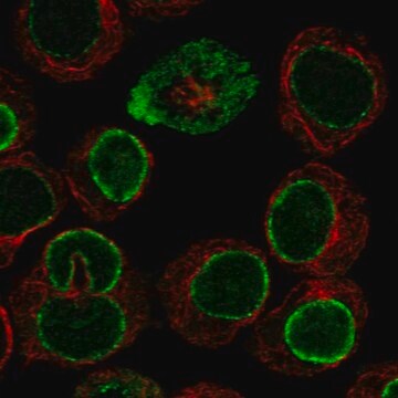 Anti-Cpne1 Antibody Produced In Rabbit Prestige Antibodies&#174; Powered by Atlas Antibodies, affinity isolated antibody, buffered aqueous glycerol solution