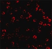 Anti-Caspase-6 antibody produced in rabbit affinity isolated antibody, buffered aqueous solution