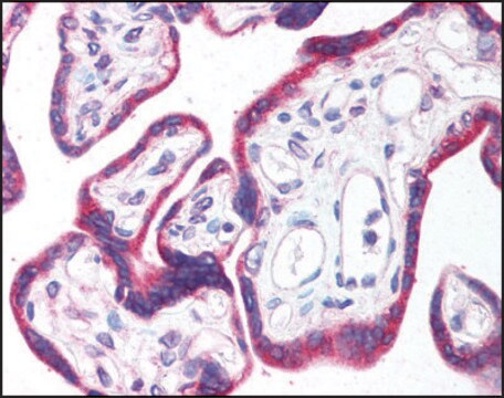 Anti-CTRP4 antibody produced in rabbit affinity isolated antibody, buffered aqueous solution