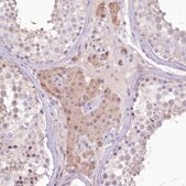 Anti-SLC6A11 antibody produced in rabbit Prestige Antibodies&#174; Powered by Atlas Antibodies, affinity isolated antibody, buffered aqueous glycerol solution