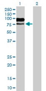 Anti-MAG antibody produced in mouse purified immunoglobulin, buffered aqueous solution