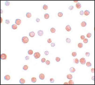 Anti-TCF12 antibody produced in rabbit affinity isolated antibody, buffered aqueous solution