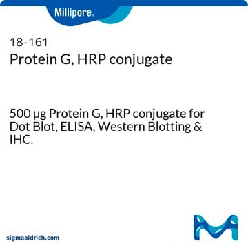 Protein G, HRP conjugate 500 &#181;g Protein G, HRP conjugate for Dot Blot, ELISA, Western Blotting &amp; IHC.