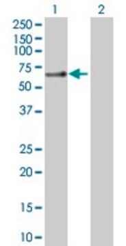 Anti-SLC1A3 antibody produced in rabbit purified immunoglobulin, buffered aqueous solution