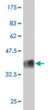 Monoclonal Anti-KLRB1 antibody produced in mouse clone 2F3, purified immunoglobulin, buffered aqueous solution