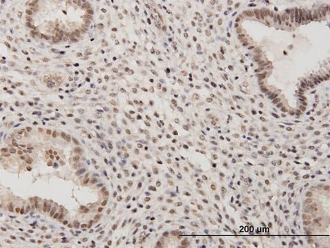 Anti-RSC1A1 antibody produced in mouse purified immunoglobulin, buffered aqueous solution