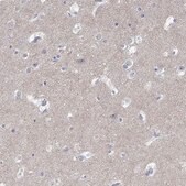 Anti-GRIA3 antibody produced in rabbit Prestige Antibodies&#174; Powered by Atlas Antibodies, affinity isolated antibody, buffered aqueous glycerol solution