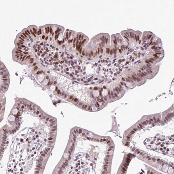 Anti-IRF1 antibody produced in rabbit Prestige Antibodies&#174; Powered by Atlas Antibodies, affinity isolated antibody, buffered aqueous glycerol solution