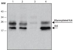 Anti-IL6 high affinity antibody, Mouse monoclonal clone IL6-2A3, purified from hybridoma cell culture