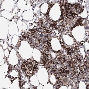 Anti-KIF4A antibody produced in rabbit Prestige Antibodies&#174; Powered by Atlas Antibodies, affinity isolated antibody, buffered aqueous glycerol solution