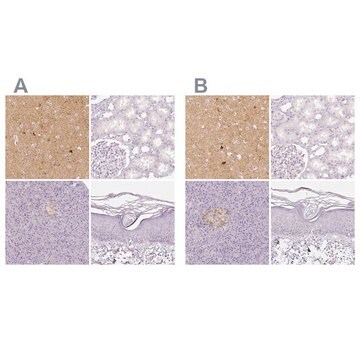 Anti-NECAB2 antibody produced in rabbit Prestige Antibodies&#174; Powered by Atlas Antibodies, affinity isolated antibody, buffered aqueous glycerol solution