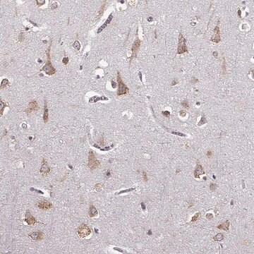 Anti-GABRG3 antibody produced in rabbit Prestige Antibodies&#174; Powered by Atlas Antibodies, affinity isolated antibody, buffered aqueous glycerol solution