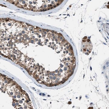 Anti-ACP1 antibody produced in rabbit Prestige Antibodies&#174; Powered by Atlas Antibodies, affinity isolated antibody, buffered aqueous glycerol solution