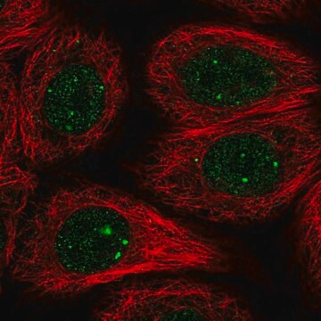 Anti-RAD51B antibody produced in rabbit Prestige Antibodies&#174; Powered by Atlas Antibodies, affinity isolated antibody