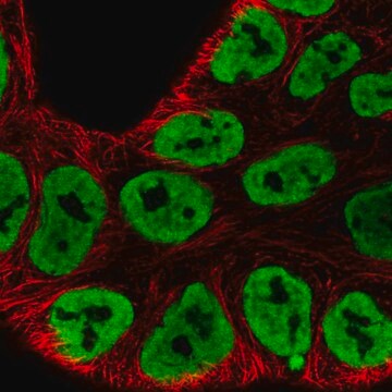 Anti-HNRNPA3 antibody produced in rabbit Prestige Antibodies&#174; Powered by Atlas Antibodies, affinity isolated antibody