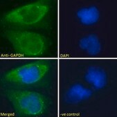 Anti-GAPDH (Internal) antibody produced in goat affinity isolated antibody, buffered aqueous solution