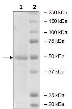 Aurora Kinase A active human recombinant, expressed in baculovirus infected Sf9 cells, &#8805;90% (SDS-PAGE)