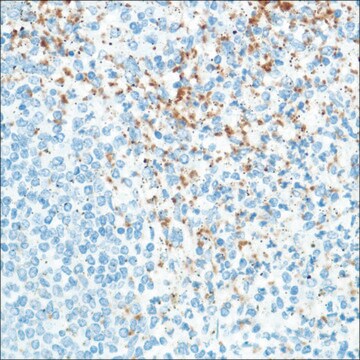 Anti-CD42B antibody, Rabbit monoclonal recombinant, expressed in proprietary host, clone SP202, affinity isolated antibody