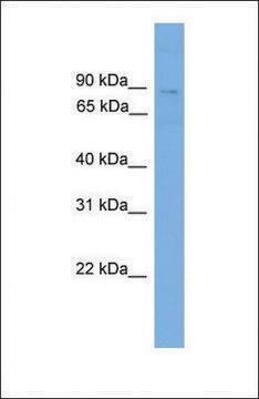 Anti-QARS, (N-terminal) antibody produced in rabbit affinity isolated antibody