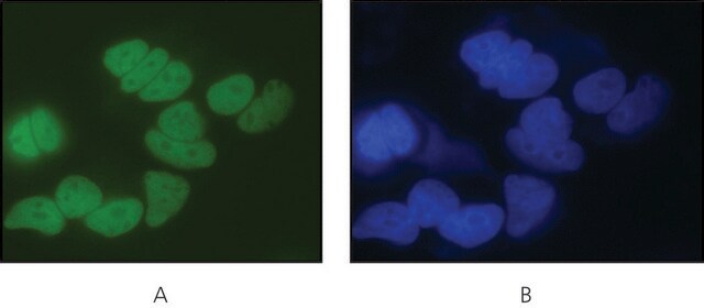 Anti-LSD1 (AOF2) (C-terminal) antibody produced in rabbit ~1&#160;mg/mL, affinity isolated antibody, buffered aqueous solution